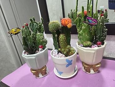 алоказия: Алоказия (Alocasia ‘Polly’) в декоративном белом кашпо - Эффектные — 6