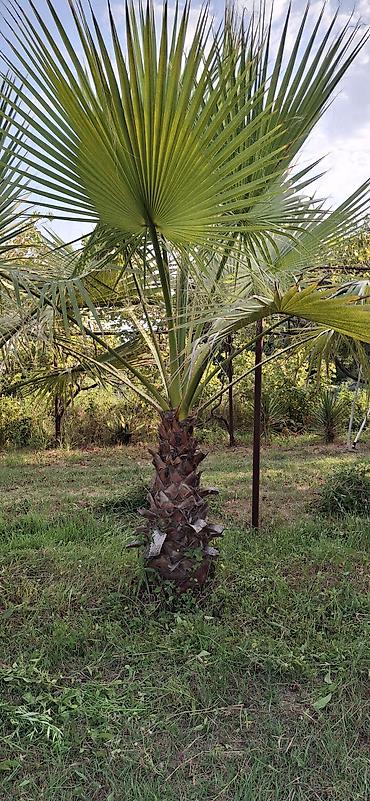 продать ковер бу: Washingtonia robusta (Meksika xurma palmisi) – açıq havada əkiləcək — 3