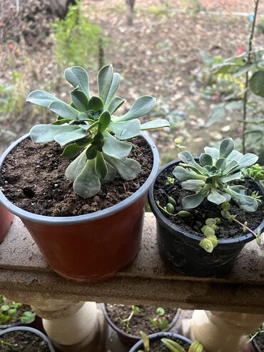 Otaq bitkiləri: Her biri ucuz kimete Gencededi catirma var size yaxin yere ancag — 61