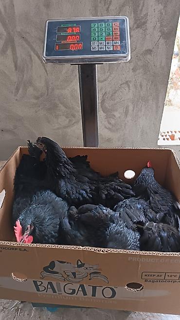 qarğa balası satılır: Salam. Temiz qan damazliq avstrolorp beceleri satilir. Mende olan sort — 2