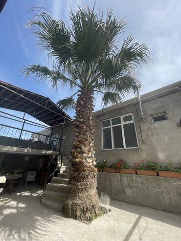 ev bitkiləri: Orginal Washington palmasıdır.Hündürlüyü 4metrden çoxdu.Real alıcıya
