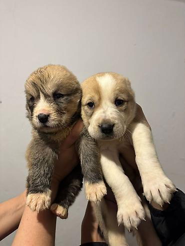 Продажа собак: Щенки Алабая (разные окрасы) - Возраст: около 4-5 недель на фото - — 5