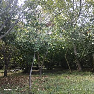 Torpaq sahələrinin satışı: 25 sot, Mülkiyyətçi, Kupça (Çıxarış) -da lalafo.az — 4 Torpaq sahələrinin satışı: 25 sot, Mülkiyyətçi, Kupça (Çıxarış) — 4