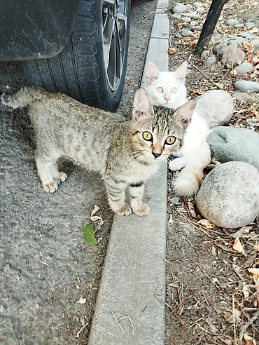 кошка белый: Котята красивые нуждаётся в доме, все из одного помёта. Окрасы — 2