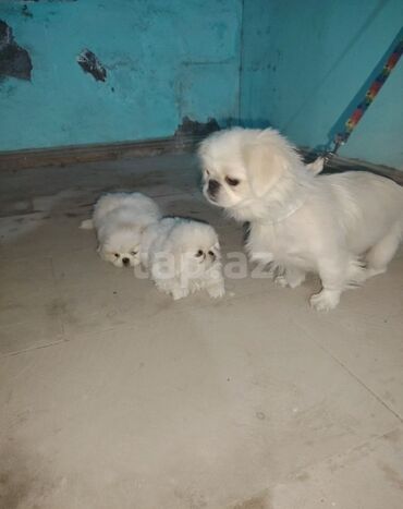 котенка в добрые руки: Pekines