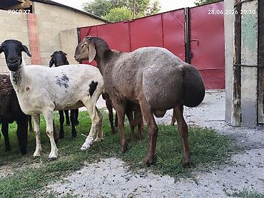 лошадь 1 год: Продаю | Баран (самец) | Гиссарская | Для разведения — 1