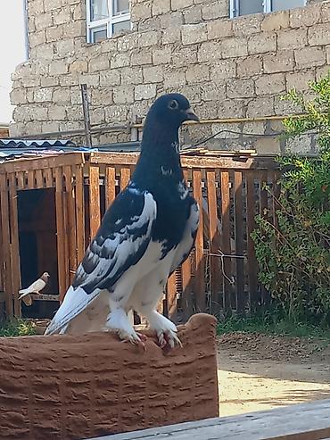 maltese qiymeti: Salam erkeydi qizigin istiyen olsa unvan bine savxoz qiymet sondu — 1