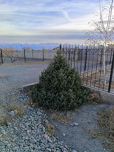 Другие декоративные деревья: 4 Елка 2 берёза сатылат бары 10миң сом Ель голубая (Picea pungens) — 3