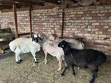 Баран, овца: Продаю | Баран (самец) — 3