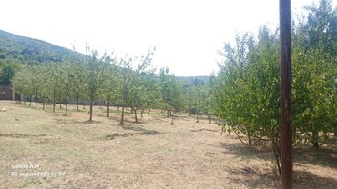 Torpaq sahələrinin satışı: Kənd təsərrüfatı — 3