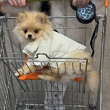 Продажа собак: Шпиц, 7 месяцев, Самка, С прививкой — 13