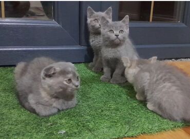 Продажа кошек: Скотиш Фолд (Шотландская вислоухая), 2 месяца, Девочка