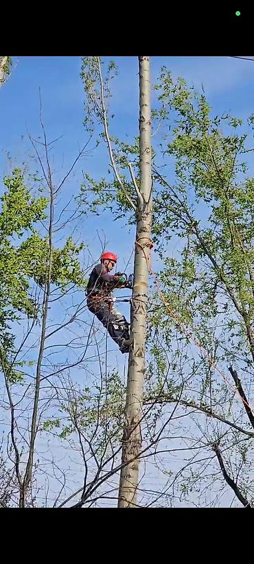 вырубка дерева: Терек кыябыз, бутап беребиз Профессиональная арбористика и высотный — 3