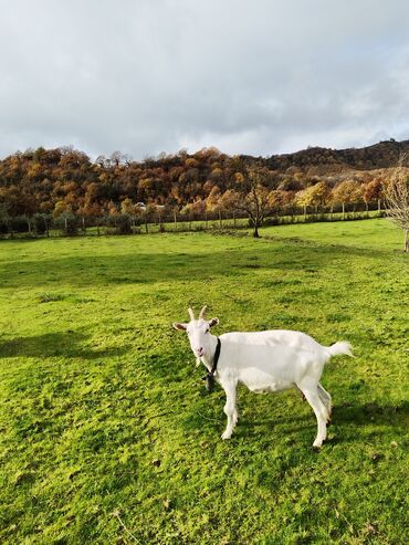 Keçi, çəpiş: Sanen keçiləri satılır. Çəkilisdə heç bir effekt istifadə edilməyib — 2