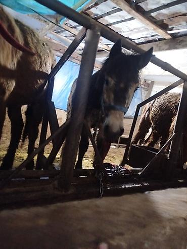 Лошади, кони: Продаю | Жеребенок | Рабочий — 5