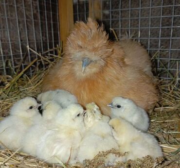 активированный уголь волнистому попугаю: 🐣Продаю декоративные карликовые породы кур и петухов! Отличные