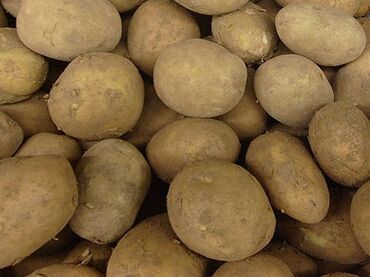 картошка цена ош: Картошка Ривьера, Оптом