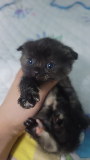 шотландская шоколадная кошка: 2скотиш-фолд 1 скотиш страйт Рождённые 11 апреля 2025 года мама