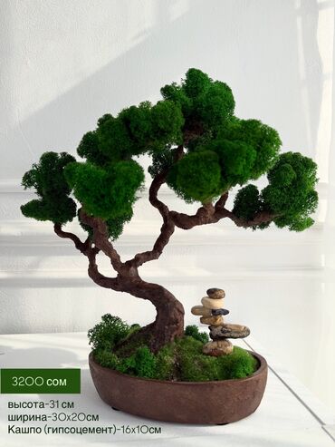 Декоративные цветы: Бонсай ручной работы из натурального стабилизированного мха от 1500 — 33