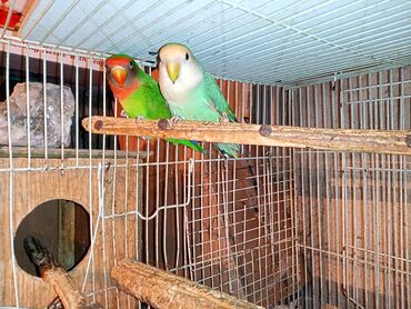 Digər quşlar: Nerazlucnik fişer ayrilmazlar maskvıy deyillər cütdu satılır hazır — 2