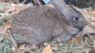 золотистая шиншилла: Другое