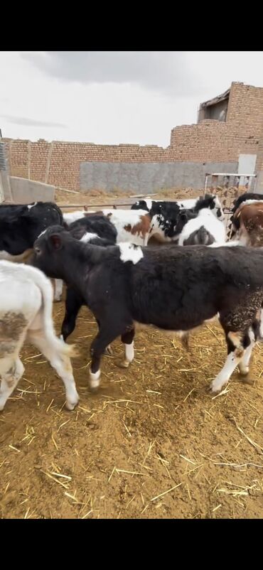 Dana, buzov: Satışda – müxtəlif rənglərdə və yaşlarda dana qrupı. Xüsusiyyətlər: - — 8