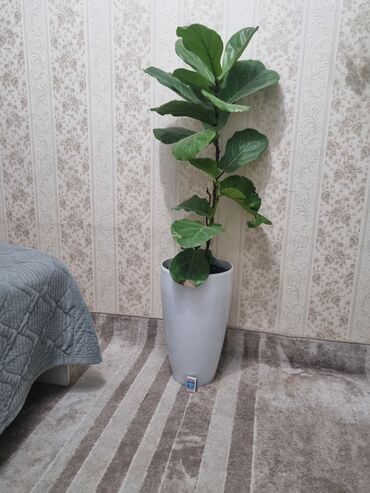гирлянда из лампочек: Фикус лирата (Ficus lyrata) в высоком декоративном кашпо. -