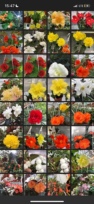 Другие виды семян и саженцев: Бегония, есть разные сорта — 8