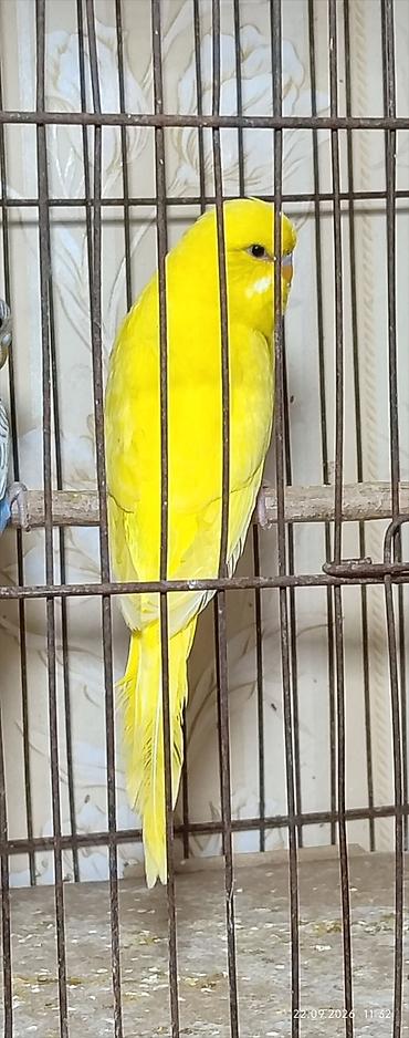yemler: Məhsul: Sarı dalmaçin papuqay (budgerigar)üç aylıq sarı qaraqoz çex — 1