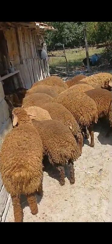 ətlik dovşan: Erkək,Dişi Quzular Satılır📍Diri Çəkisi 10manatdan stitqasız,diri — 1