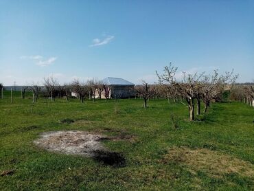 Torpaq sahələrinin satışı: 160 sot, Kənd təsərrüfatı, Mülkiyyətçi, Kupça (Çıxarış) — 6