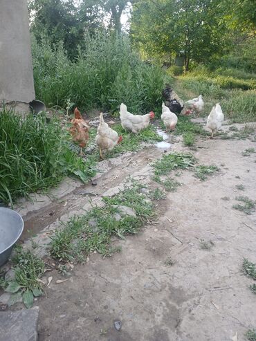 Птицы: Срочно продам