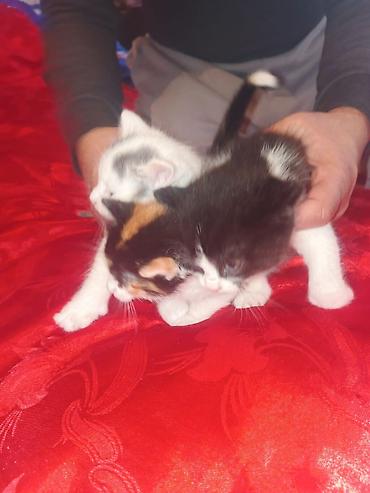 Pişiklər: Yaxşı əllərə — 6