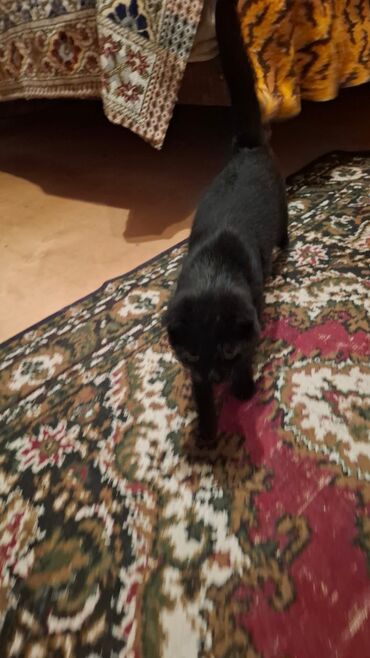 Pişiklər: Siam, Dişi, Yaxşı əllərə — 5