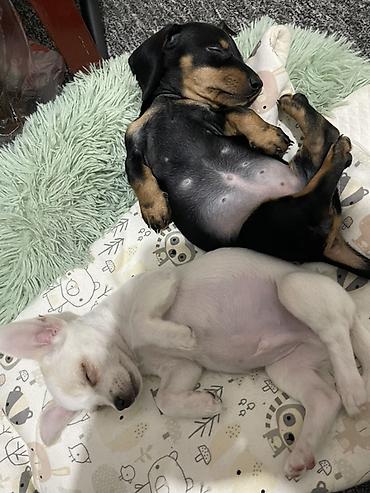 Продажа собак: Продаются замечательные щенки — такса и чихуахуа 🐶✨ Ищем заботливых и — 7