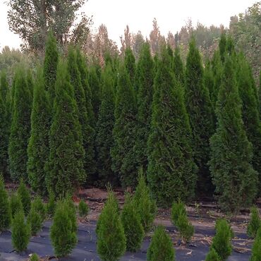 Туя западная Smaragd (Thuja occidentalis ‘Smaragd’) — вечнозелёная