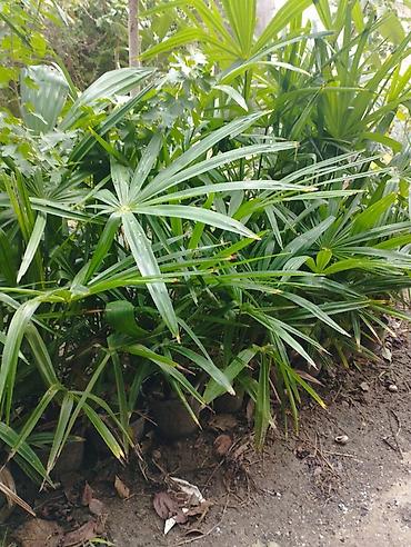 Otaq bitkiləri: Rapis palma (Lady Palm) fidanları WhatsApp 0557745363 - Növ: Rhapis — 2