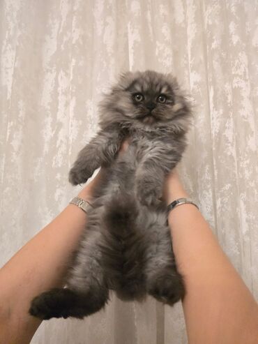 Pişiklər: Cins Paroda pişikləri. Şotland, Britan, Pers. Rəngləri də cür bə cür — 24