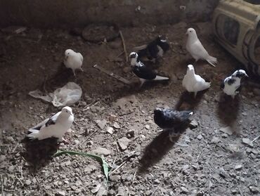 quşlar göyərçin: Goyerciner satilir 8dene doyercindi 7si bala biri kuvendi ucan