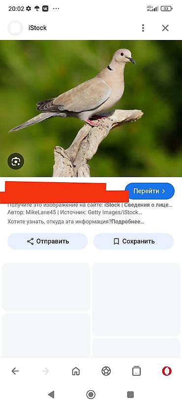 А/ч жаныбарлары үчүн тоюттар: Куплю горлец и диких голубей за дикого голубя даю 1500 сомов за — 3