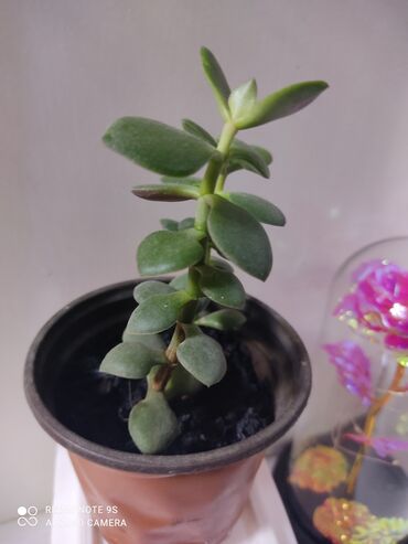 Хлорофитумы: Хлорофитумы. распродажа Хлорофитум - можно по праву назвать — 15