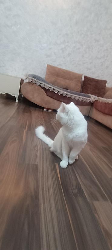 şotland dişi: Şotland yastı qulaq — 2