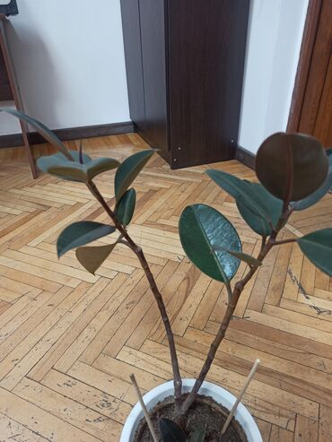 Другие комнатные растения: Цветок, большой — 3