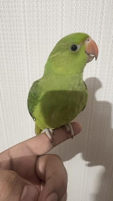 bulbul quşu satışı: Yaşıl papağan (kiçik növ) 4 aylıq baladı yemə düşüb 2 ədəddir qiymət 1 — 2
