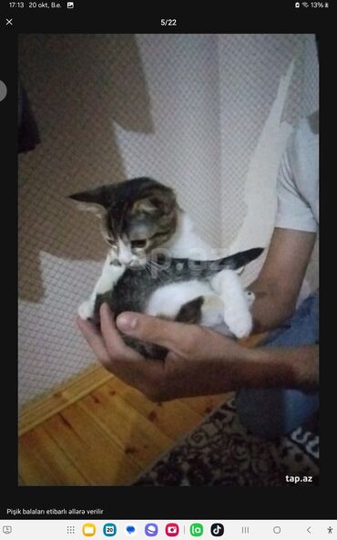 Pişiklər: Yaxşı əllərə — 16