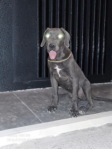 kangal itləri: Kane-Korso, 4 ay, Erkək — 4