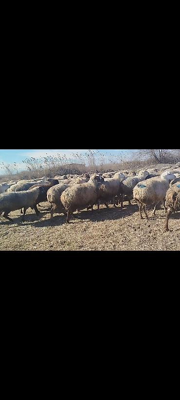Qoyunlar, qoçlar: Dişi, il: 1, 50 kq, Damazlıq, Ünvandan götürmə -da lalafo.az — 12 Qoyunlar, qoçlar: Dişi, il: 1, 50 kq, Damazlıq, Ünvandan götürmə — 12