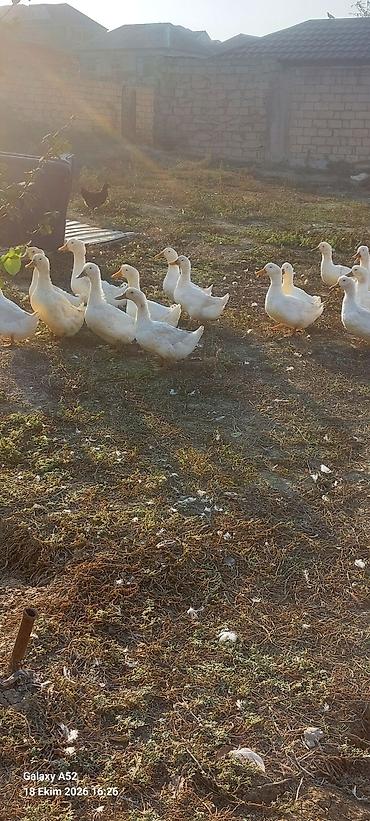 səssiz su nasosu: Ağ Kuban ördəkləri – təsərrüfat üçün sürü halında. - Cins: Kuban — 1