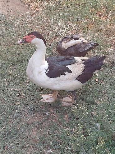 fermer təsərrufatı: Muscovy ördəyi (indoutka) – qara-ağ rəngli - Cins: Muscovy (hind — 1