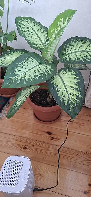 dekorativ goyercinler: Dieffenbaxiya (Dieffenbachia) – iri, zolaqlı yarpaqları olan dekorativ — 7